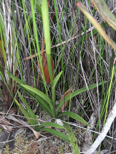 Megastylis gigas, photographed by naturewatchwidow