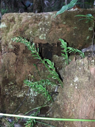 Tmesipteris vieillardii, photographed by naturewatchwidow