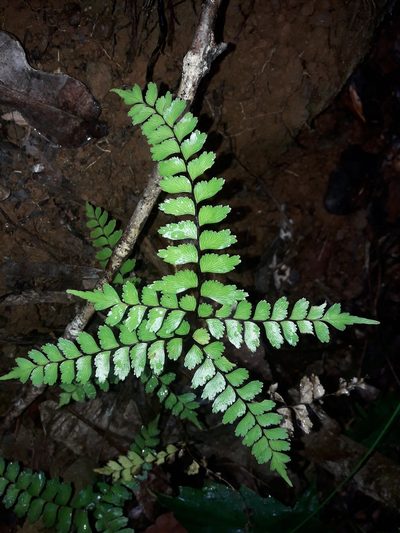 Lindsaea nervosa, photographed by naturewatchwidow
