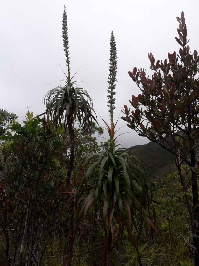 Dracophyllum verticillatum, photographed by naturewatchwidow