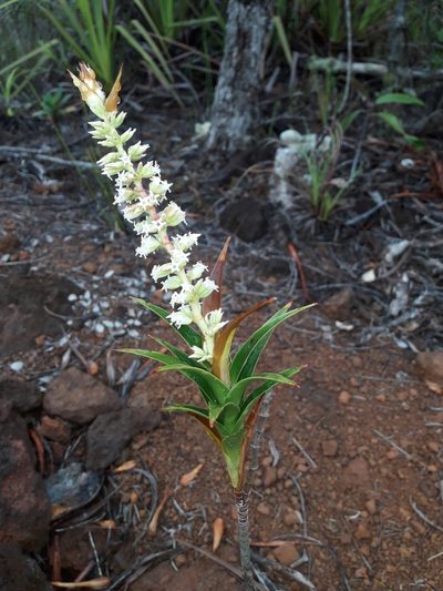 Dracophyllum ramosum, photographed by naturewatchwidow