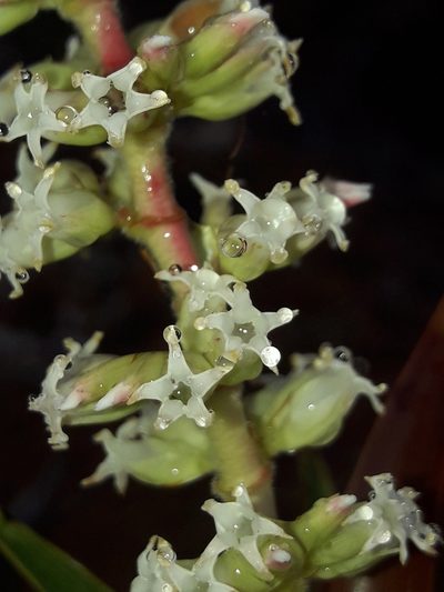 Dracophyllum ramosum, photographed by naturewatchwidow