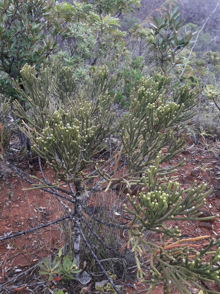 Dacrydium araucarioides, photographed by naturewatchwidow