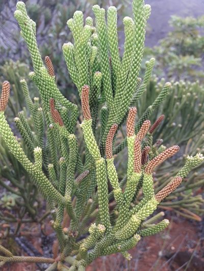 Dacrydium araucarioides, photographed by naturewatchwidow