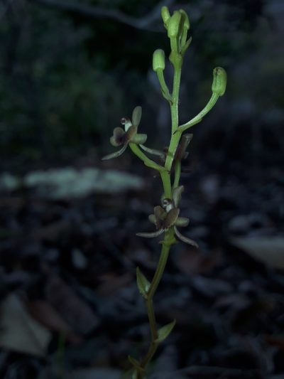 Liparis laxa, photographed by naturewatchwidow