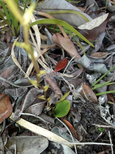 Liparis laxa, photographed by naturewatchwidow