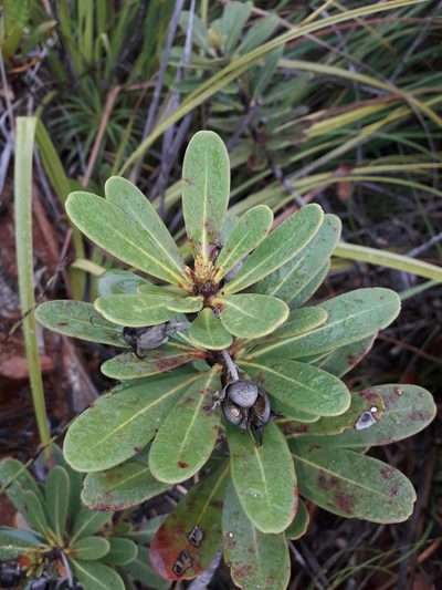 Xanthostemon aurantiacus, photographed by naturewatchwidow