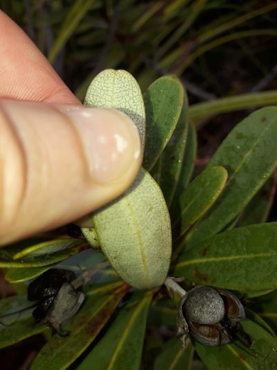Xanthostemon aurantiacus, photographed by naturewatchwidow
