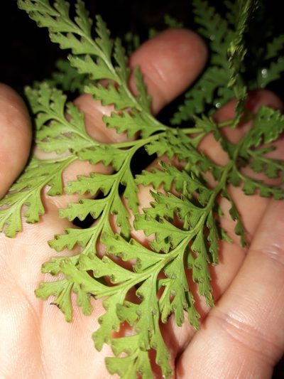 Tapeinidium moorei, photographed by naturewatchwidow