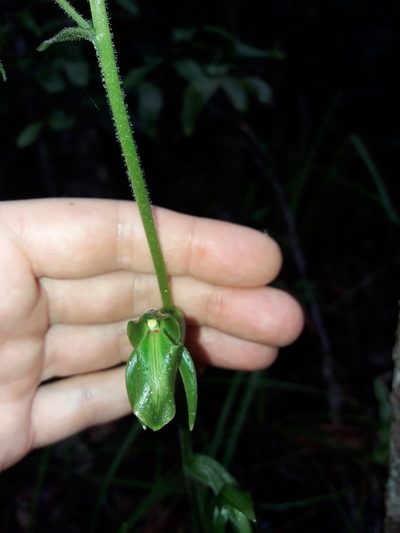 Achlydosa glandulosa, photographed by naturewatchwidow
