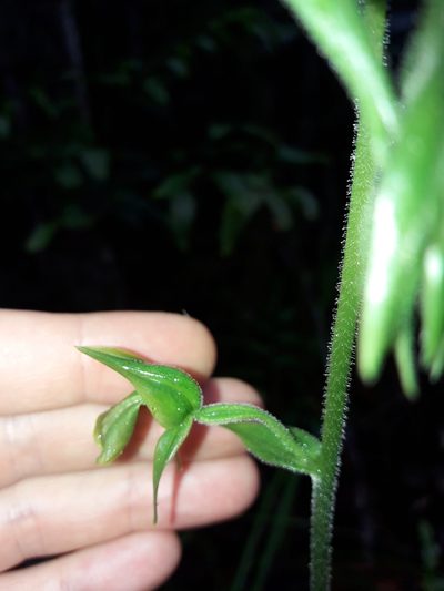 Achlydosa glandulosa, photographed by naturewatchwidow