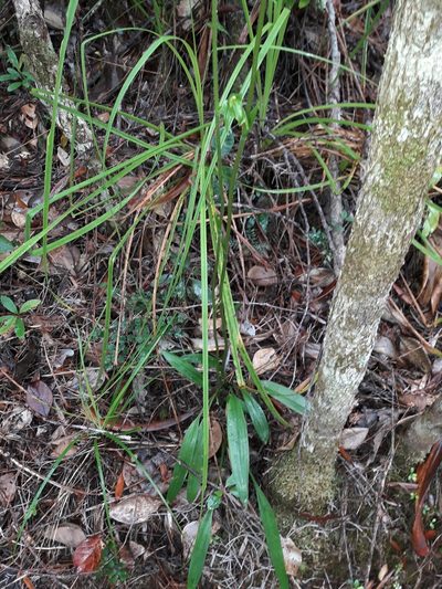 Achlydosa glandulosa, photographed by naturewatchwidow