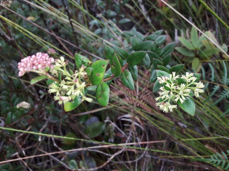 Normandia neocaledonica, photographed by naturewatchwidow