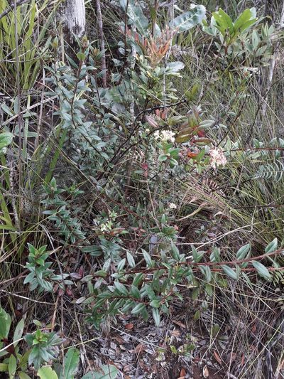 Normandia neocaledonica, photographed by naturewatchwidow