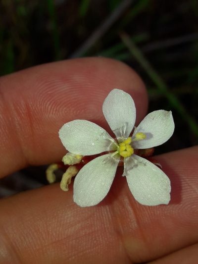 Drosera neocaledonica, photographed by naturewatchwidow