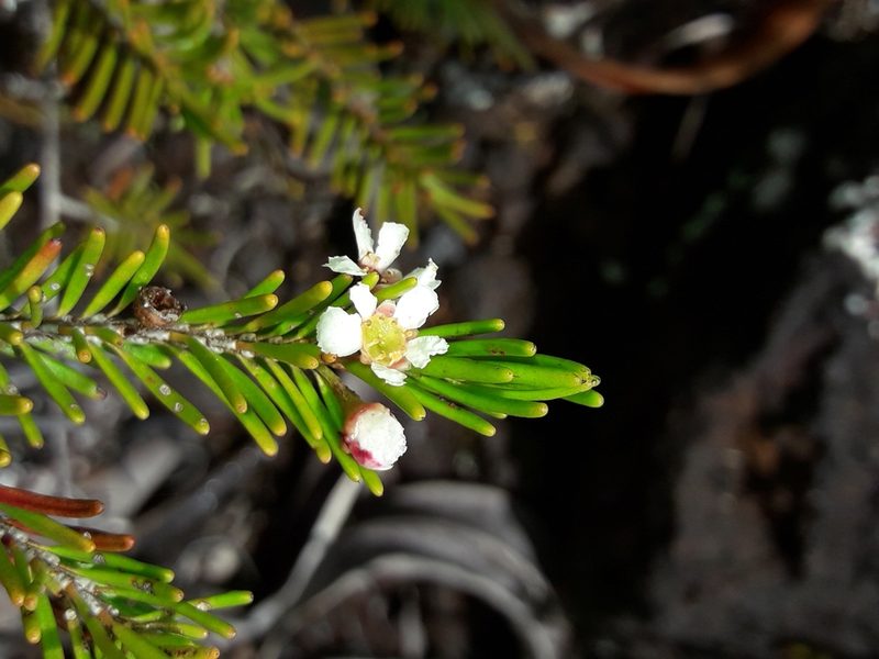 Sannantha leratii, photographed by naturewatchwidow