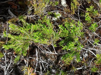Sannantha leratii, photographed by naturewatchwidow