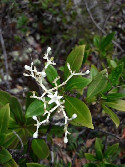 Psychotria rupicola, photographed by naturewatchwidow
