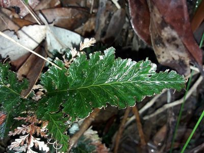 Abrodictyum dentatum, photographed by naturewatchwidow