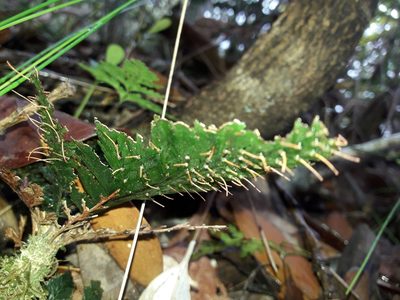 Abrodictyum dentatum, photographed by naturewatchwidow