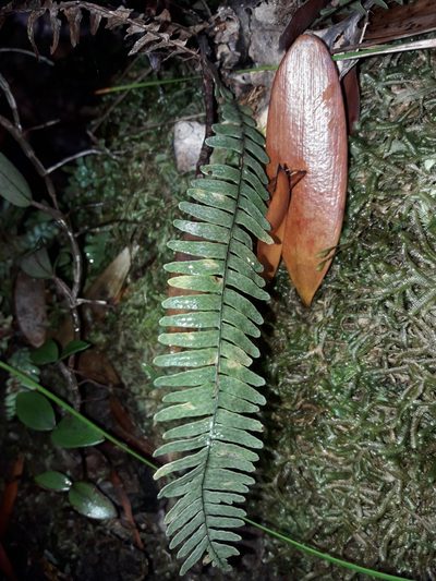 Ctenopterella lasiostipes, photographed by naturewatchwidow