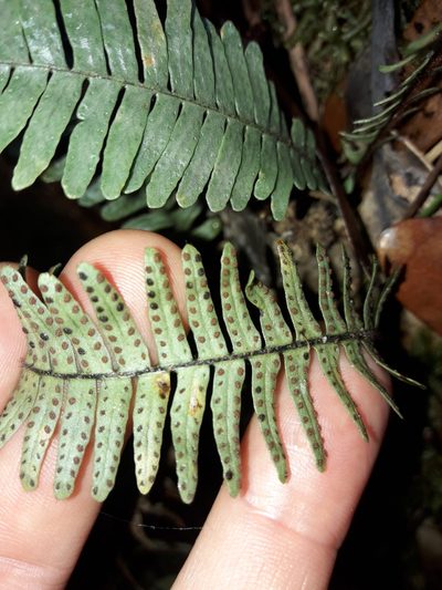 Ctenopterella lasiostipes, photographed by naturewatchwidow
