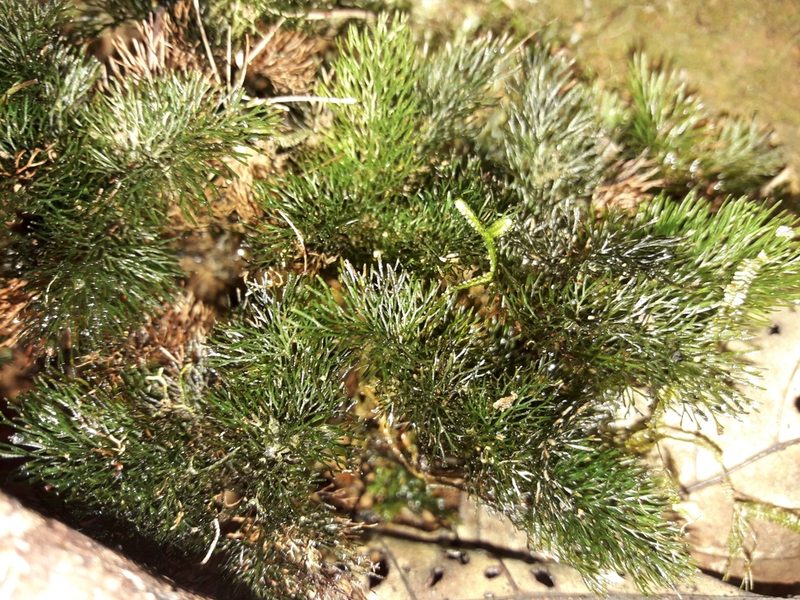 Abrodictyum laetum, photographed by naturewatchwidow