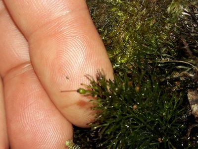 Abrodictyum laetum, photographed by naturewatchwidow