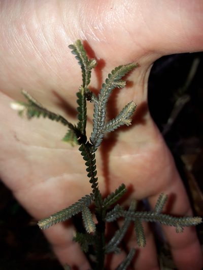 Selaginella neocaledonica, photographed by naturewatchwidow