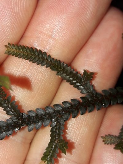 Selaginella neocaledonica, photographed by naturewatchwidow