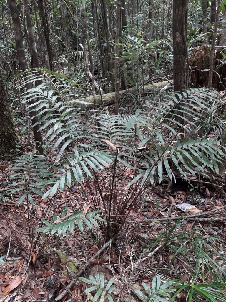 Parablechnum chauliodontum, photographed by naturewatchwidow