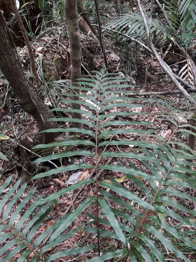 Parablechnum chauliodontum, photographed by naturewatchwidow