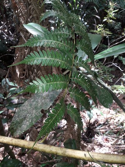 Sphaeropteris albifrons, photographed by naturewatchwidow