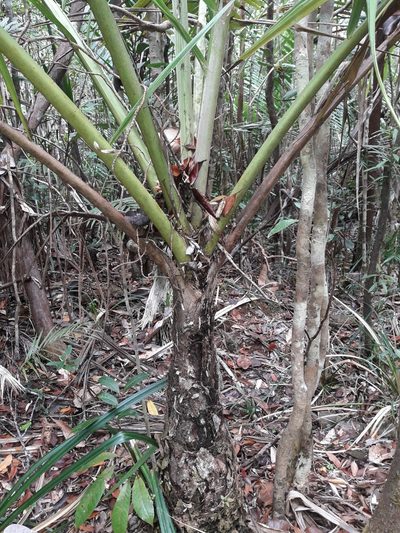 Campecarpus fulcitus, photographed by naturewatchwidow