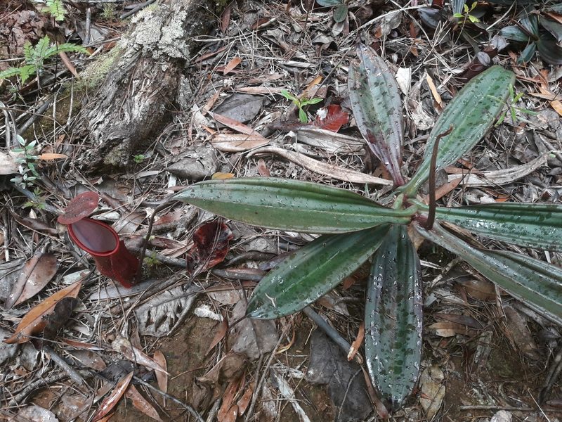 Nepenthes vieillardii, photographed by naturewatchwidow