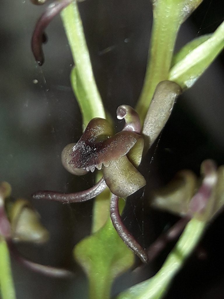 Liparis laxa, photographed by naturewatchwidow