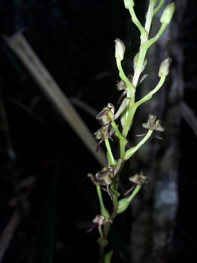 Liparis laxa, photographed by naturewatchwidow