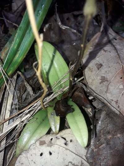 Liparis laxa, photographed by naturewatchwidow