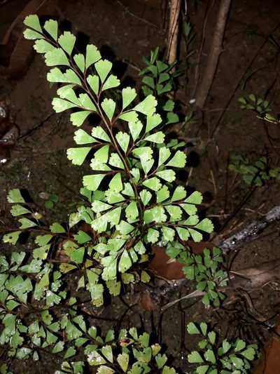 Odontosoria alutacea, photographed by naturewatchwidow