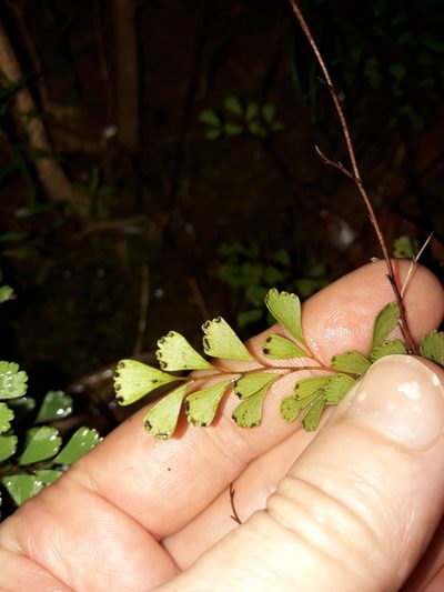 Odontosoria alutacea, photographed by naturewatchwidow
