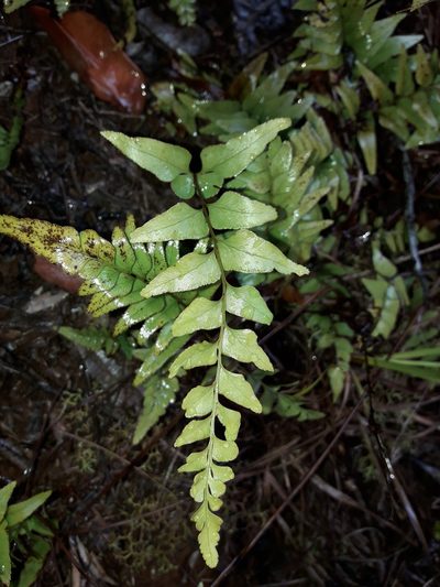 Lindsaea agatii, photographed by naturewatchwidow