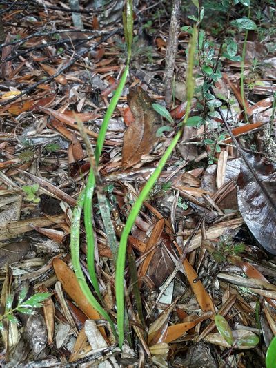 Actinostachys melanesica, photographed by naturewatchwidow