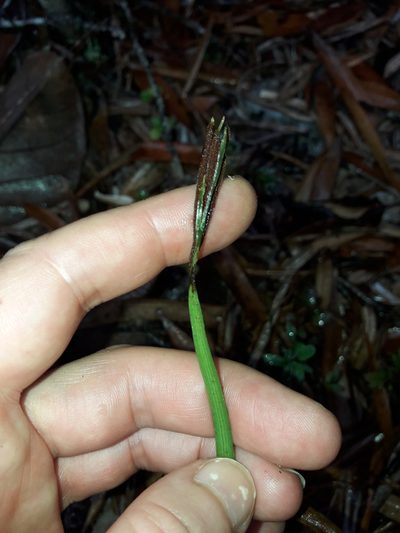 Actinostachys melanesica, photographed by naturewatchwidow