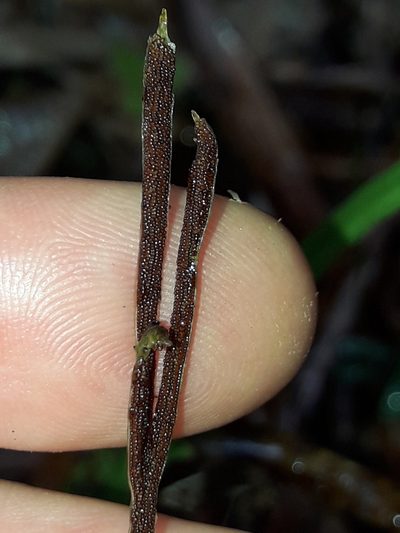Actinostachys melanesica, photographed by naturewatchwidow