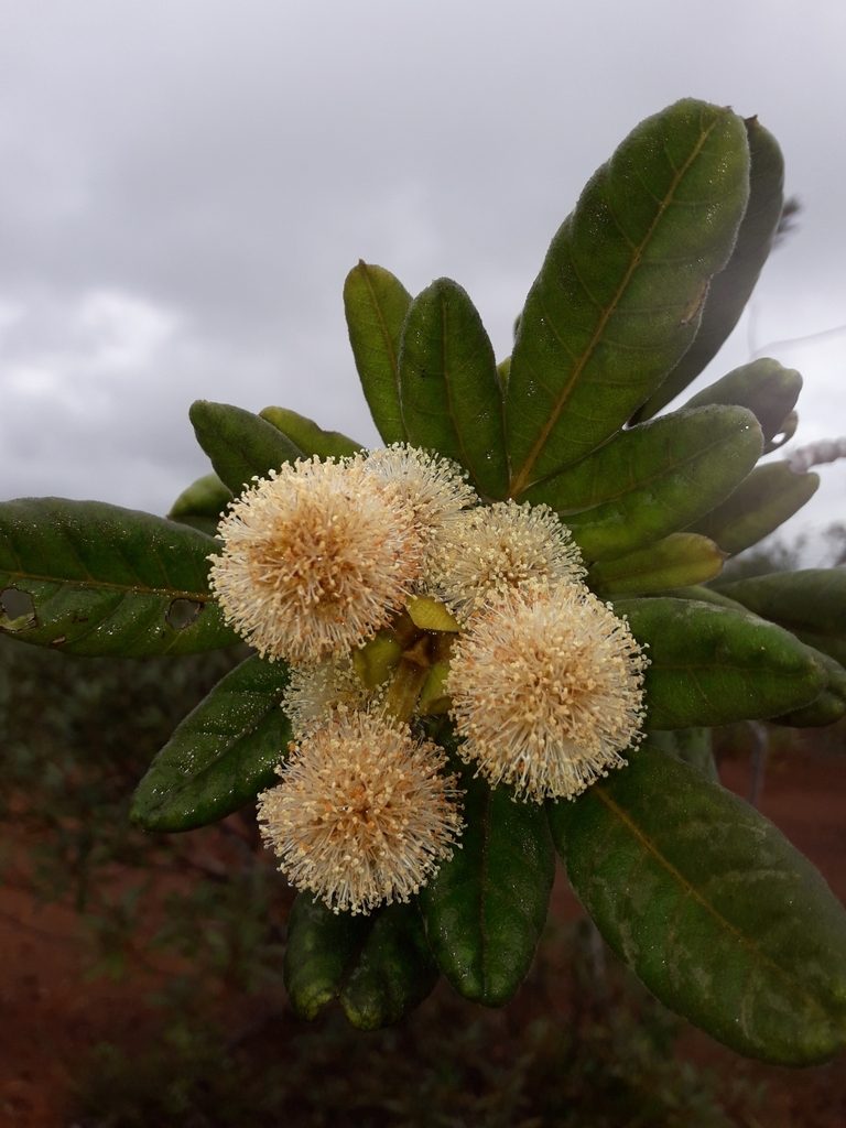 Pancheria hirsuta, photographed by naturewatchwidow