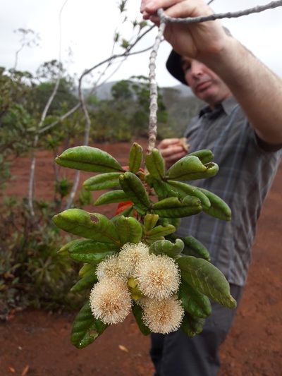 Pancheria hirsuta, photographed by naturewatchwidow