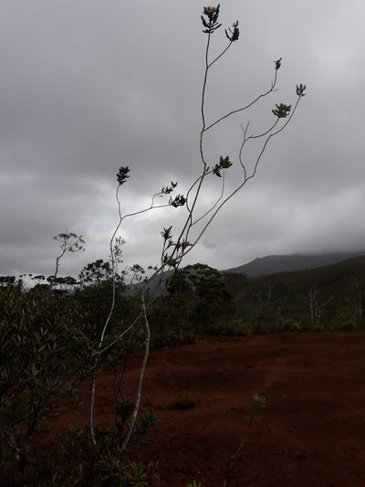 Pancheria hirsuta, photographed by naturewatchwidow