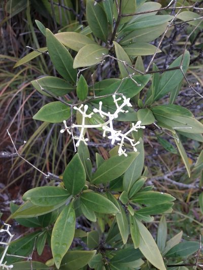 Psychotria rupicola, photographed by naturewatchwidow