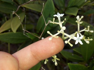 Psychotria rupicola, photographed by naturewatchwidow