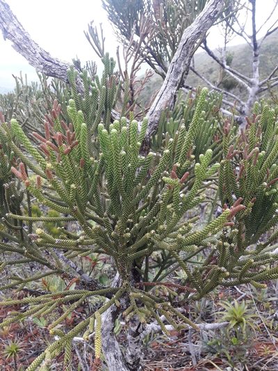 Dacrydium araucarioides, photographed by naturewatchwidow